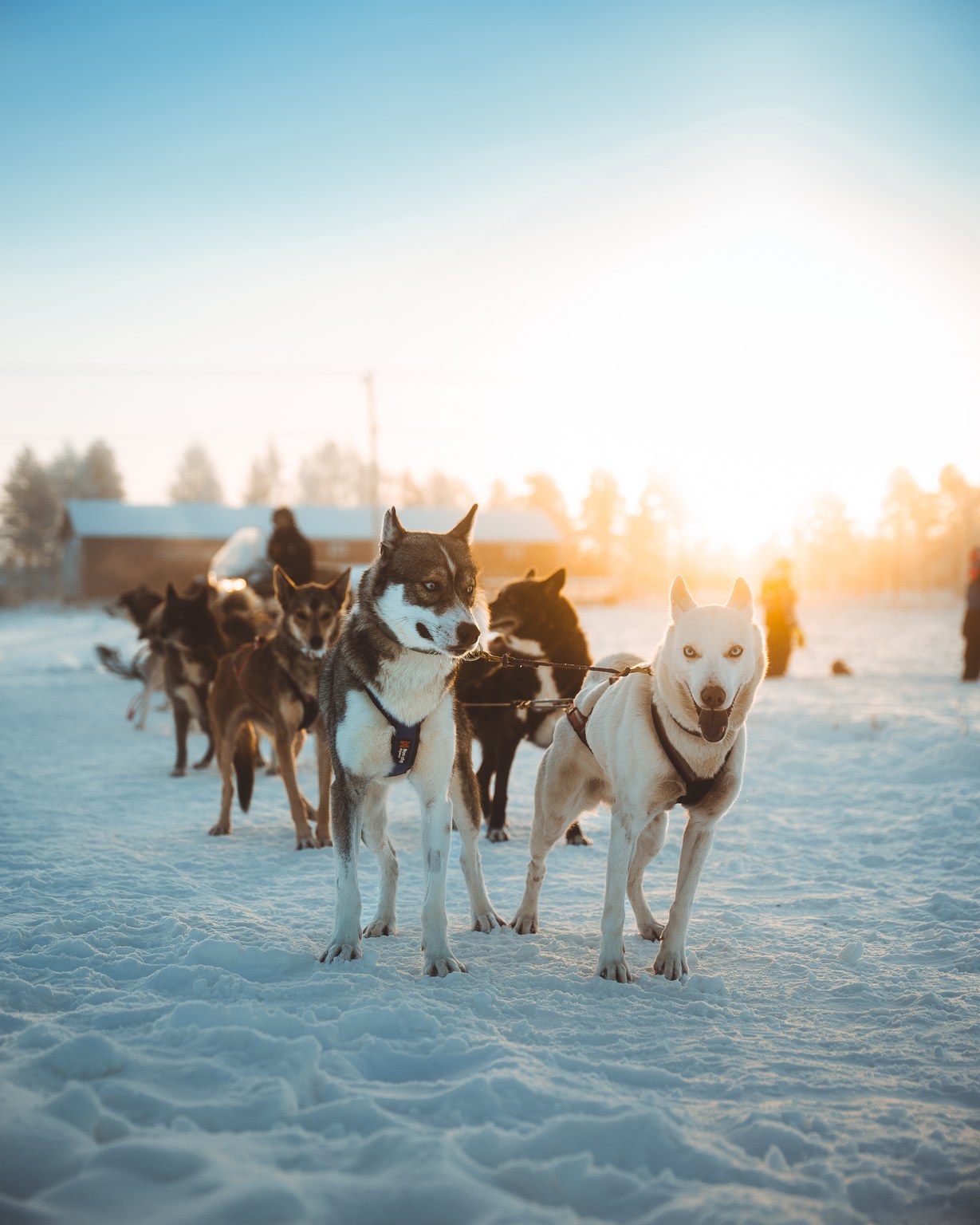 Husky team waiting in the low winter sun
