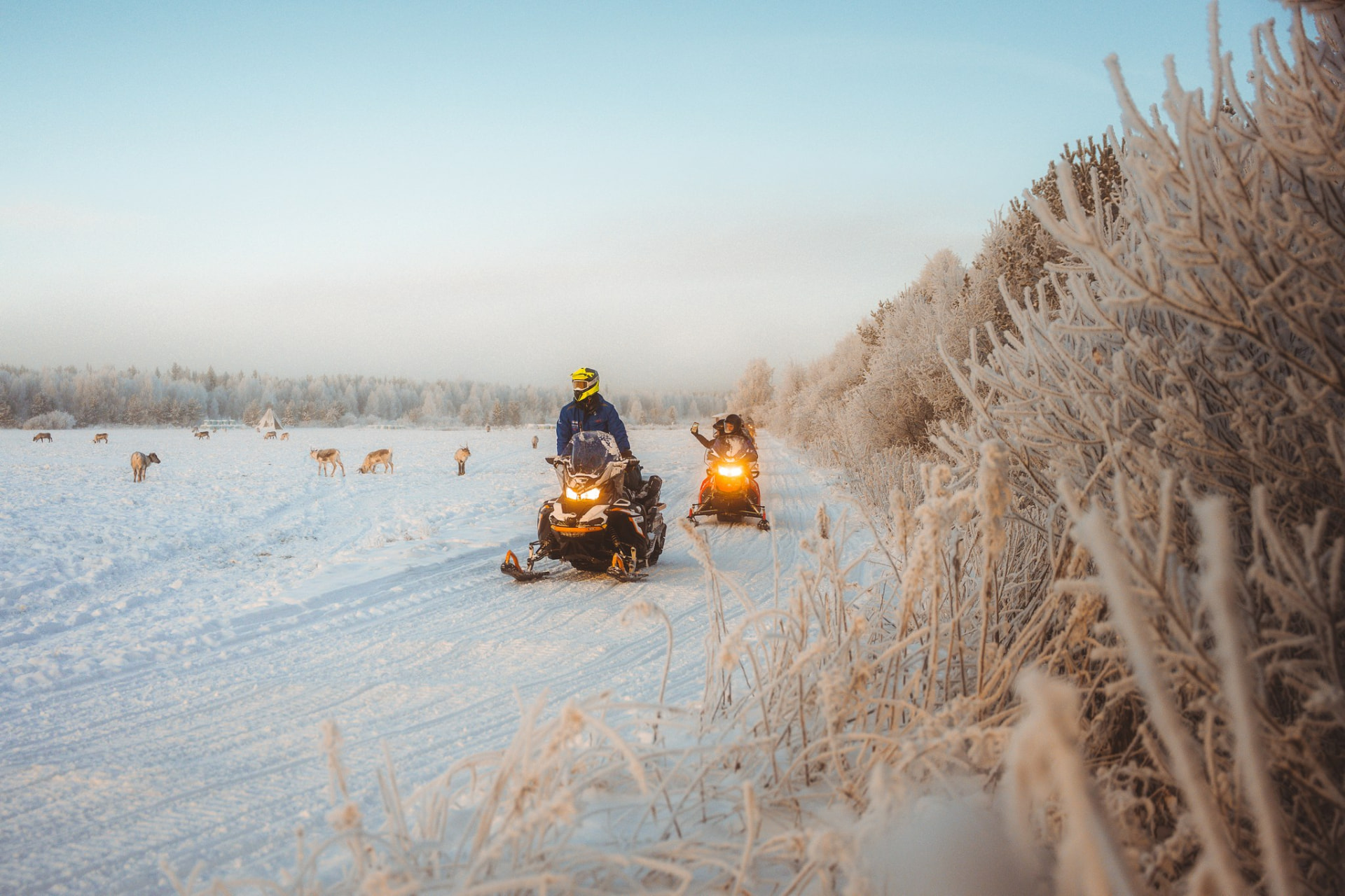 Snowmobiles on a frosty trail with reindeer in the distance