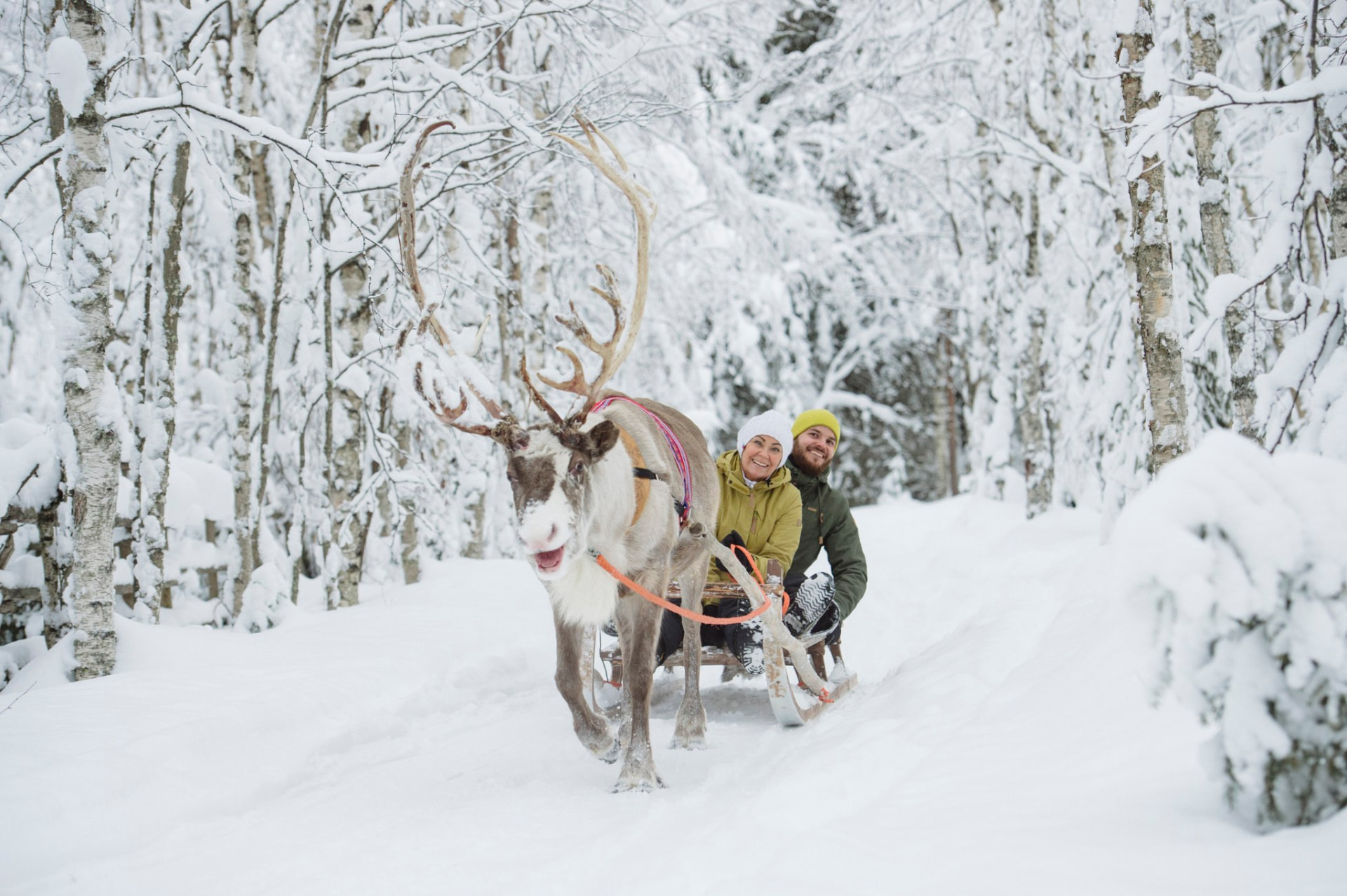 Reindeer sleigh ride through snowy forest in Rovaniemi